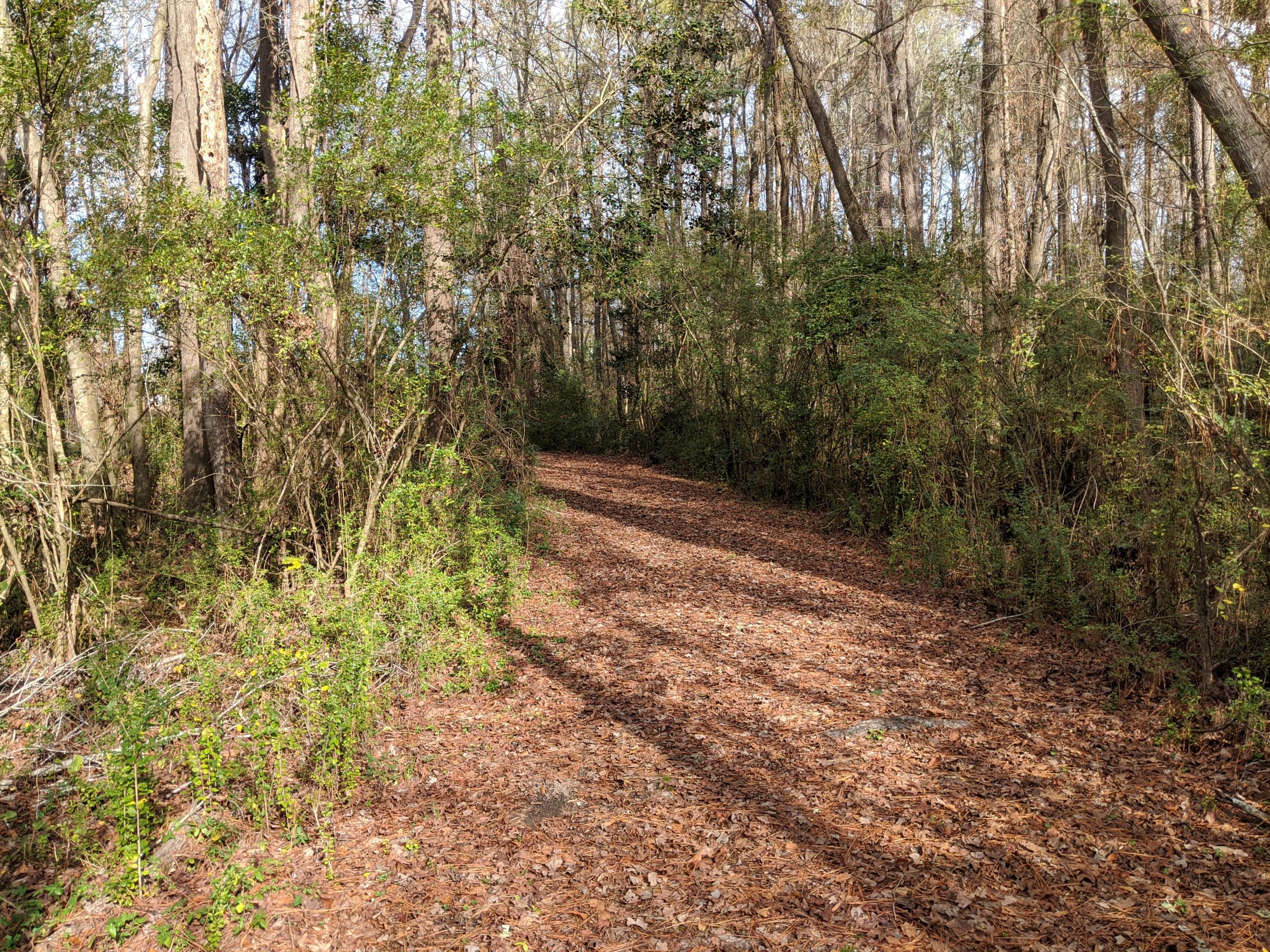 Wide trail covered in brown leaves surrounded by a thicket of forest at Historic Camden
