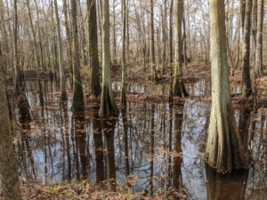A canopy of cypress trees rooted in a shallow lake at Historic Camden