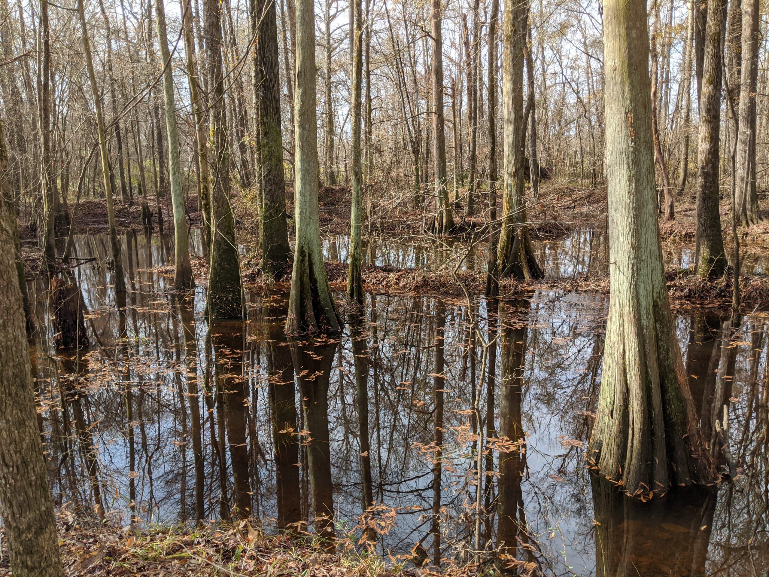 Canopy of Cypress trees rooted in a shallow lake at Historic Camden